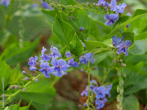 Wallpaper Mural Purple flowers among green leaves Torontodigital.ca