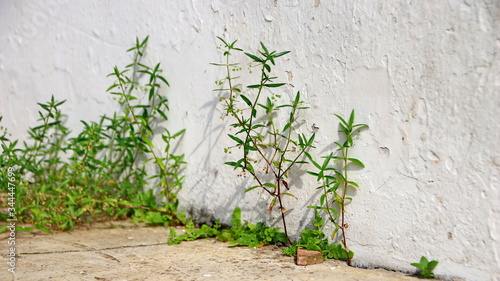 Wild grasses that grow attached to the walls are white