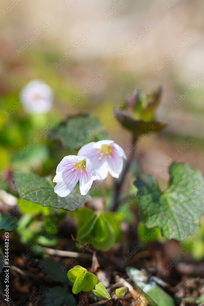Obraz premium white pink small stripped forest flowers