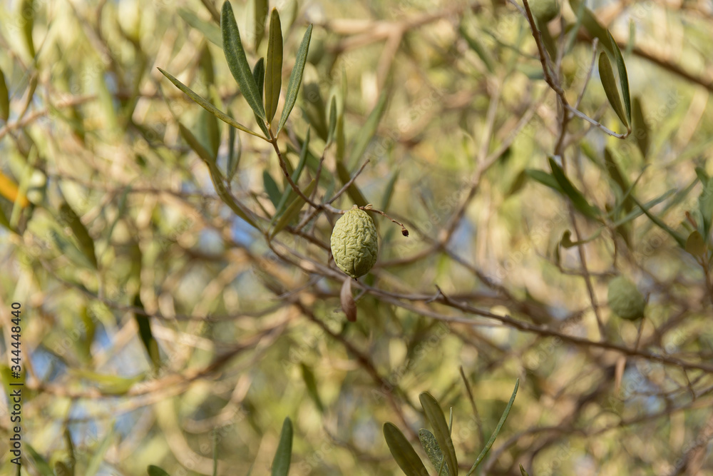 Olive tree Olive tree