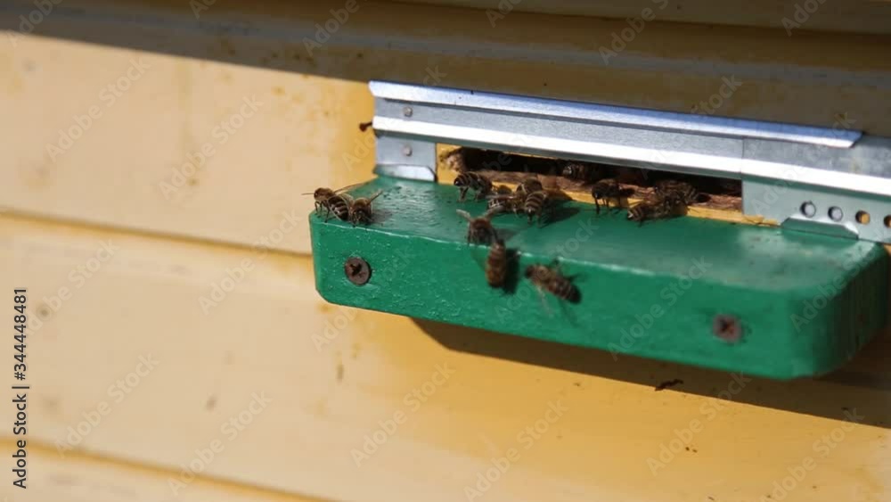 Honey bees flying into their beehive. Bee hive is standing in the garden. Bees fly out in the spring and fly into their hive. Honey bees flying into their beehive. Bee hive is standing in the garden. Bees fly out in the spring and fly into their hive.