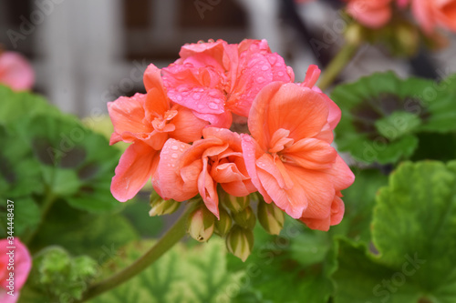 The Geranium flower in orange selective focus on flower with blurred background