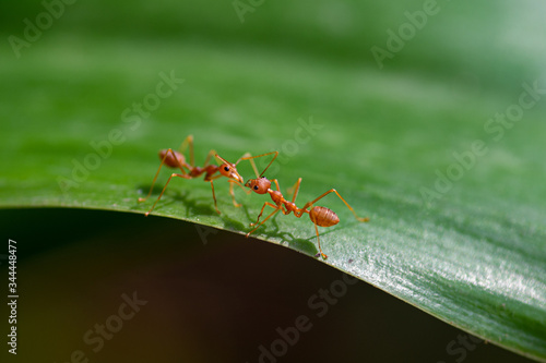 Two red ants on a green leaf © anake