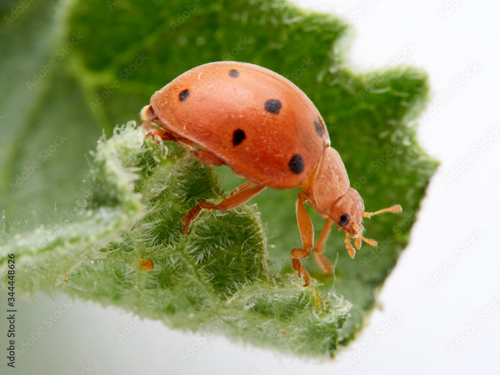 Fototapeta premium Orange ladybird on a plant. Bryony ladybird. Henosepilachna argus