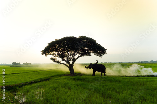 Elephants and people raising in the fields