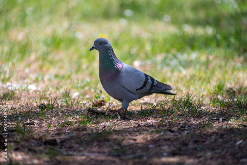 wild pigeon while eating on the grass wild pigeon while eating on the grass