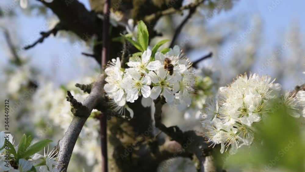 honey bee collects nectar on the flowers apple trees honey bee collects nectar on the flowers apple trees