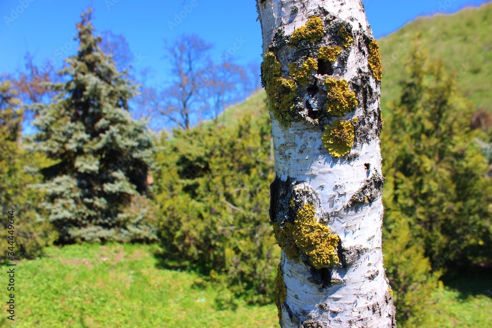 Birch trunk covered with lichen on the background of fir and thuja. Birch in a meadow of green grass. Birch in the forest against the sky.