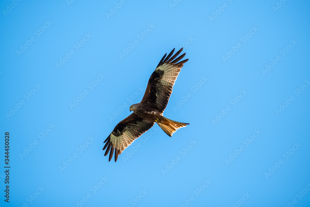 Red kite hunting against blue sky in Corsica Red kite hunting against blue sky in Corsica