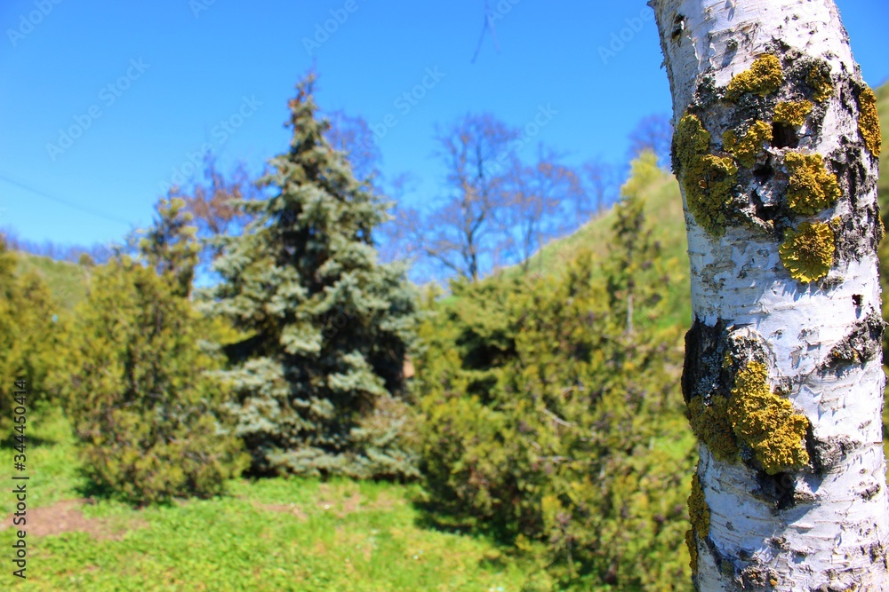Birch trunk covered with lichen on the background of fir and thuja. Birch in a meadow of green grass. Birch in the forest against the sky.