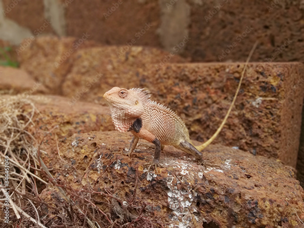 INDIAN AGAMA INDIAN AGAMA