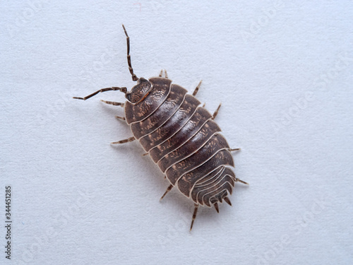 Woodlouse Porcellio laevis / scaber photo