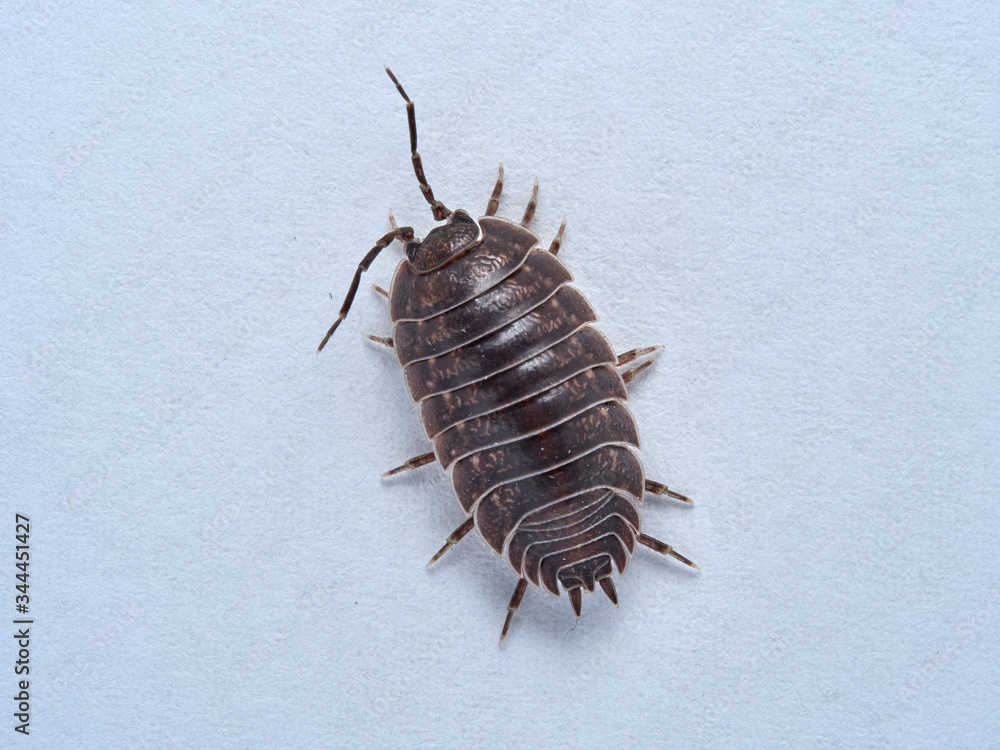 Woodlouse Porcellio laevis / scaber Woodlouse Porcellio laevis / scaber