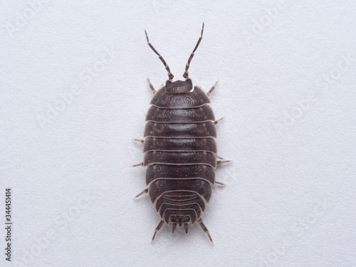 Fotografie Woodlouse Porcellio laevis / scaber