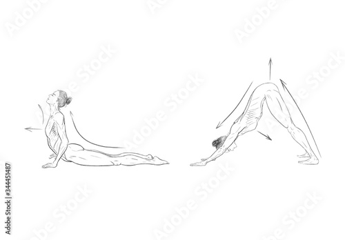 Illustration of the yoga poses (asanas)