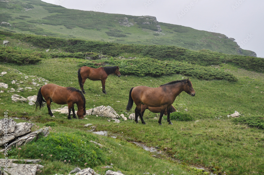 Horses graze green grass on a meadow on which there are large rocks high in the mountains, fog also appears at times. Horses graze green grass on a meadow on which there are large rocks high in the mountains, fog also appears at times.