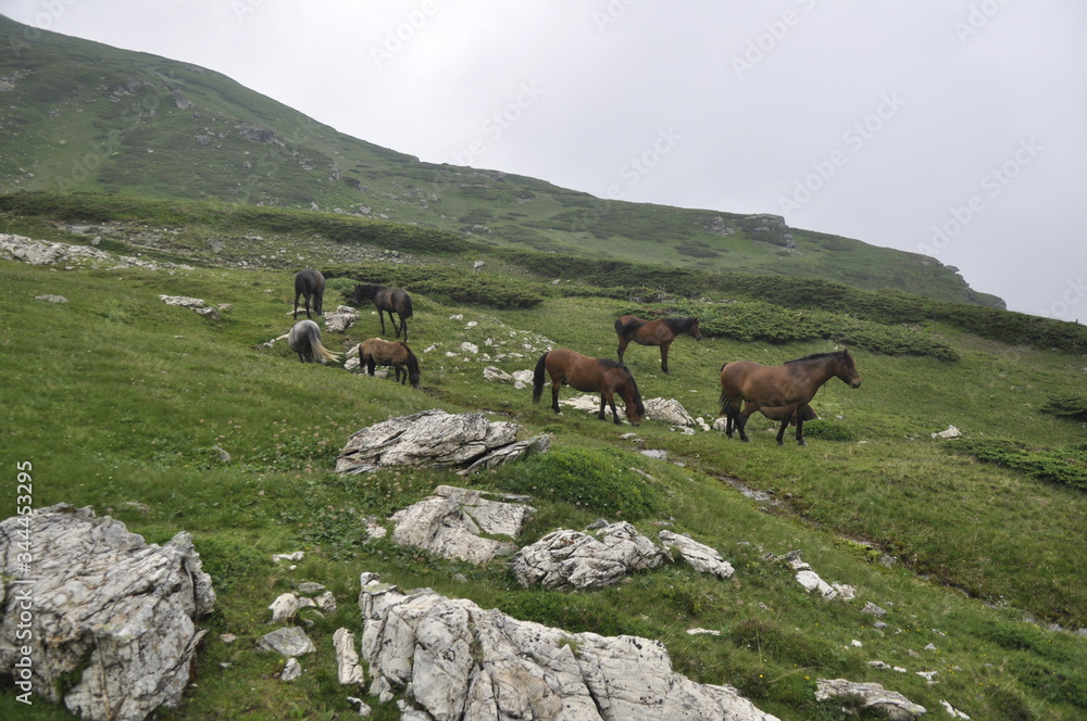 Horses graze green grass on a meadow on which there are large rocks high in the mountains, fog also appears at times.