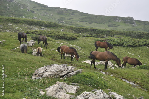 Horses graze green grass on a meadow on which there are large rocks high in the mountains  fog also appears at times.