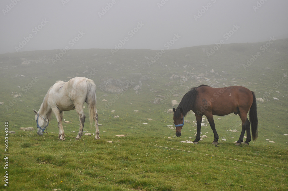 Horses graze green grass on a meadow on which there are large rocks high in the mountains, fog also appears at times. Horses graze green grass on a meadow on which there are large rocks high in the mountains, fog also appears at times.