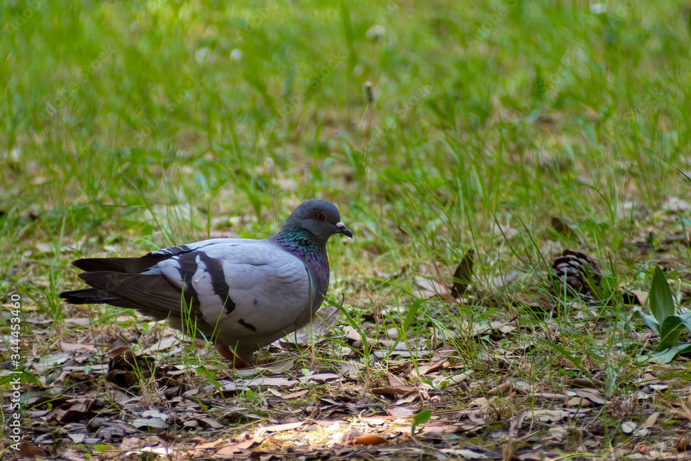 wild pigeon while eating on the grass wild pigeon while eating on the grass