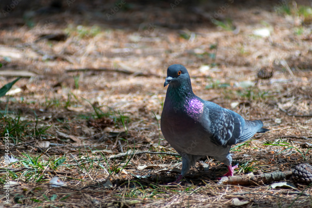 wild pigeon while eating on the grass wild pigeon while eating on the grass