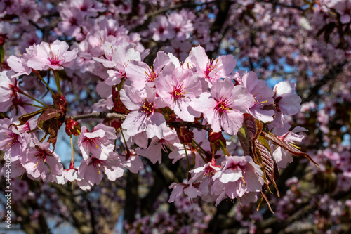 Frühling