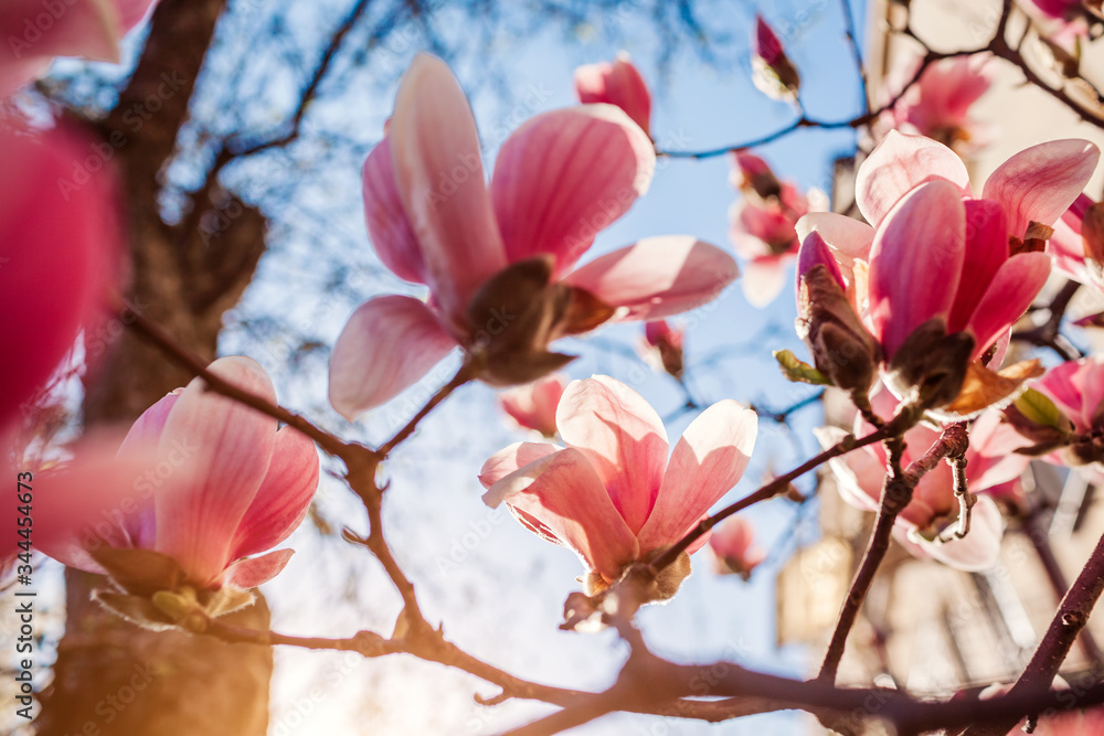Magnolia flowers. Tree blooming with pink flowers in spring garden. Branch in blossom. April landscape in park Magnolia flowers. Tree blooming with pink flowers in spring garden. Branch in blossom. April landscape in park