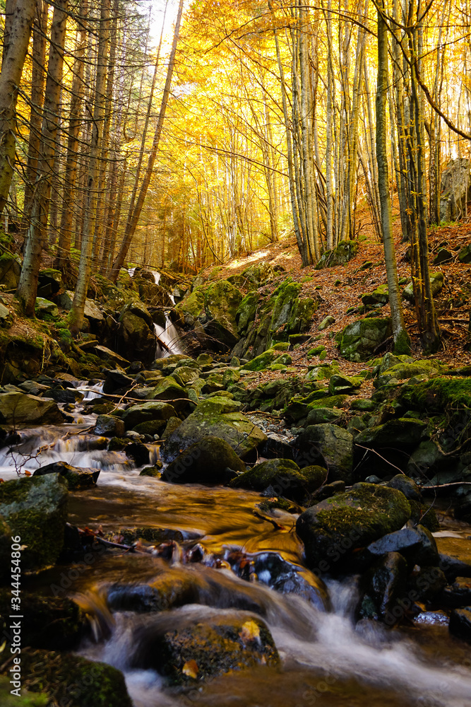 Autumn forest in Bistrishko Branishte reserve in Vitosha mountain in Bulgaria