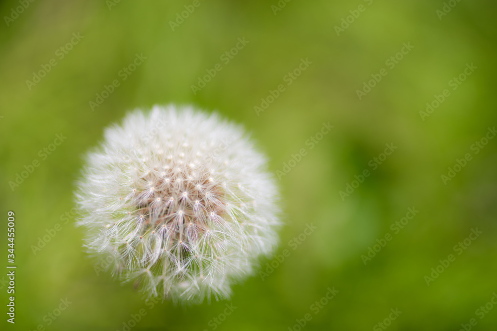 Fototapeta premium タンポポ 綿毛