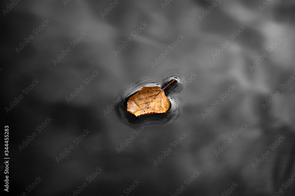One Autumn leaf One Autumn leaf