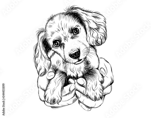 Spaniel dog puppy in arms. Wall sticker
