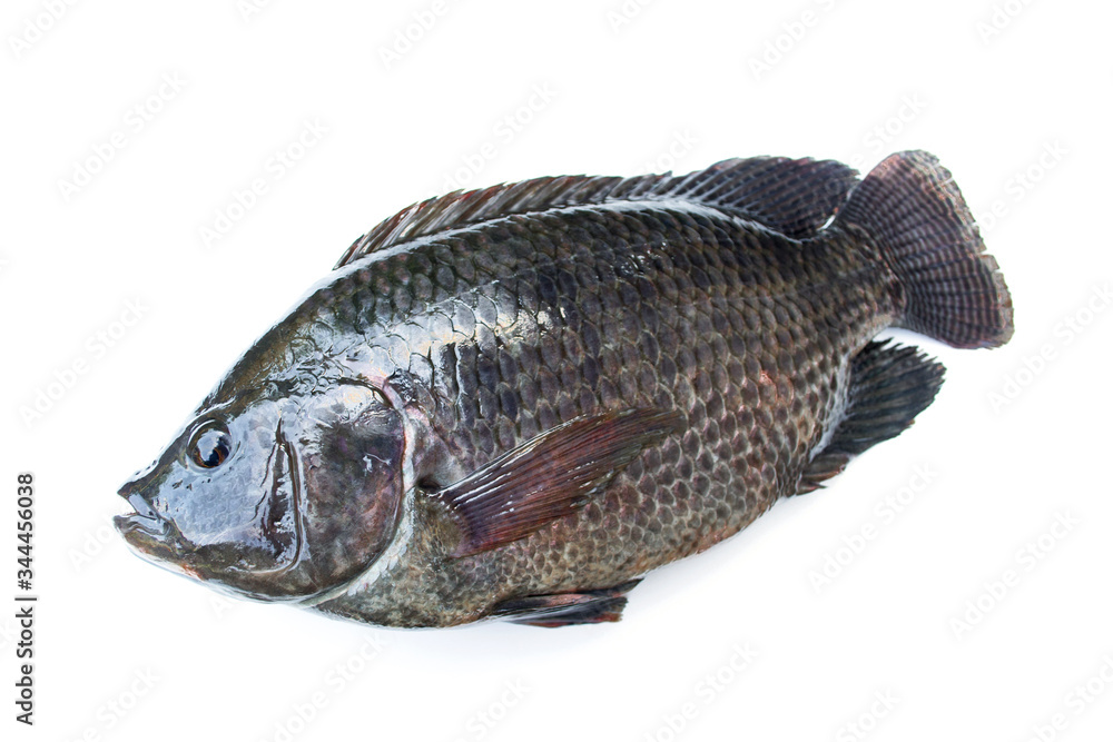 Tilapia fish isolated on white background. Tilapia fish isolated on white background.
