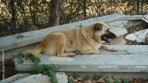 The dog sleeps at home