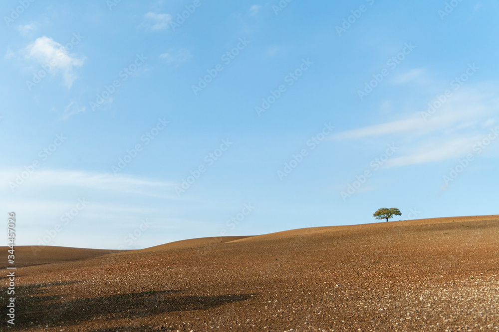 Tree alone in the field