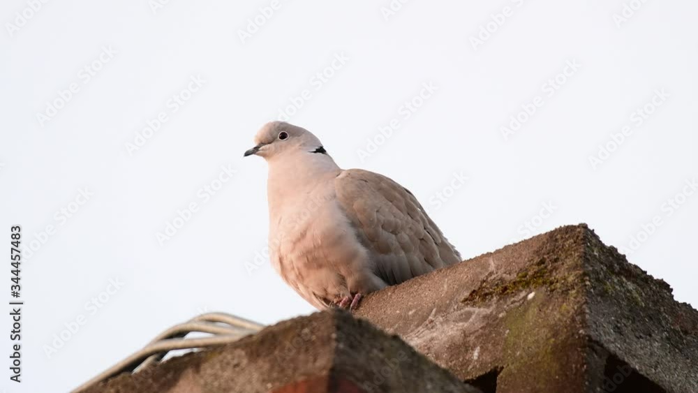 Collared dove sitting on the house roof and look, spring, (streptopelia decaocto), germany