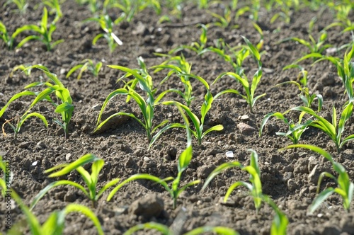 Corn field in Spring in Brittany