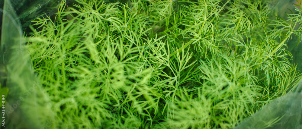 Frische Gartenkräuter - Dill Frische Gartenkräuter - Dill