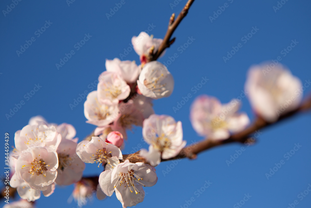 Young twig with cherry blossoms. The flowers are pink in color and with many pollen for pollination. Young twig with cherry blossoms. The flowers are pink in color and with many pollen for pollination.