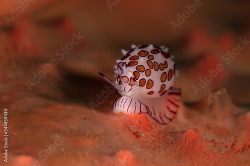 Tiny Cowrie (Diminovula margarita). Underwater macro photography from Romblon, Philippines photo