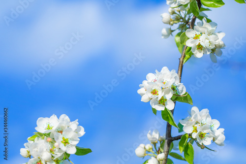 White cherry, cherry or pear flowers on sky background.