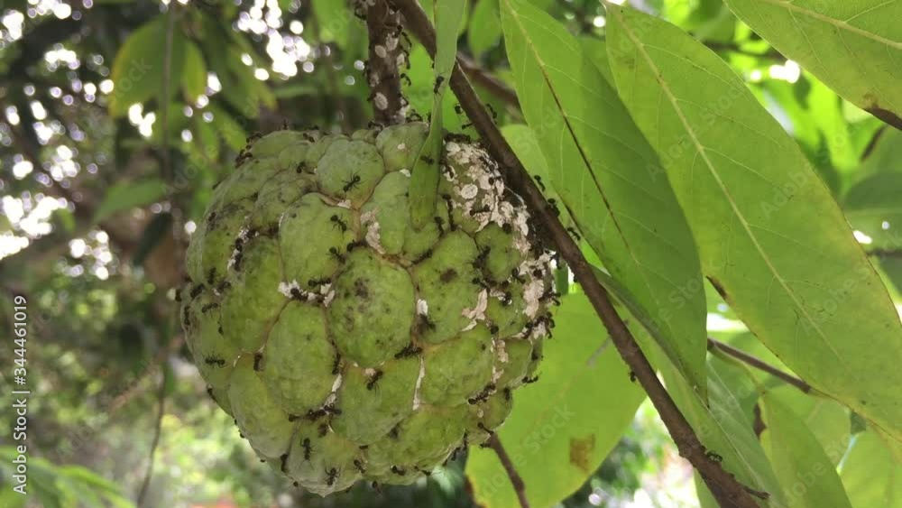 Sugar-apple, which is also known as sweetsop Sugar-apple, which is also known as sweetsop