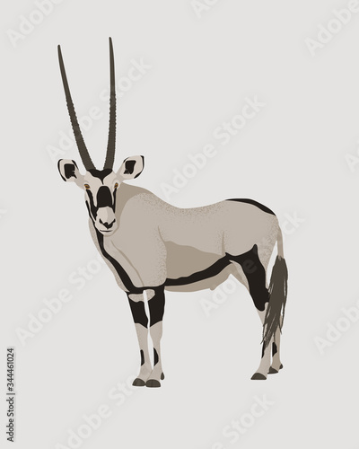 Oryx antelope vector illustration. Gemsbok with long straight horns and dark markings. Desert animal  conservation. 