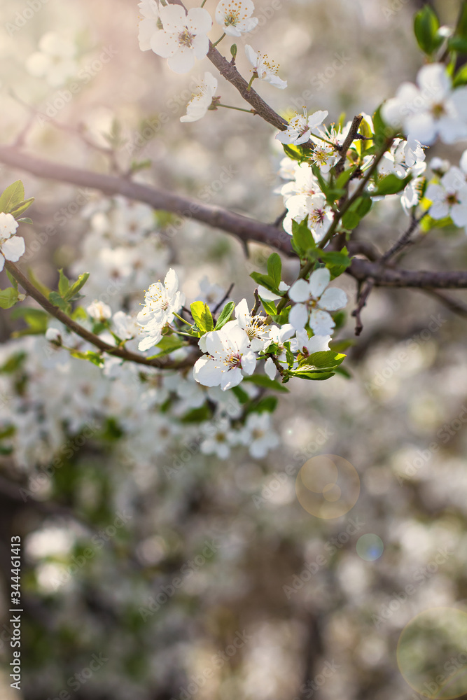 A blossoming tree is a peach. Flowering tree. Spring flowers A blossoming tree is a peach. Flowering tree. Spring flowers