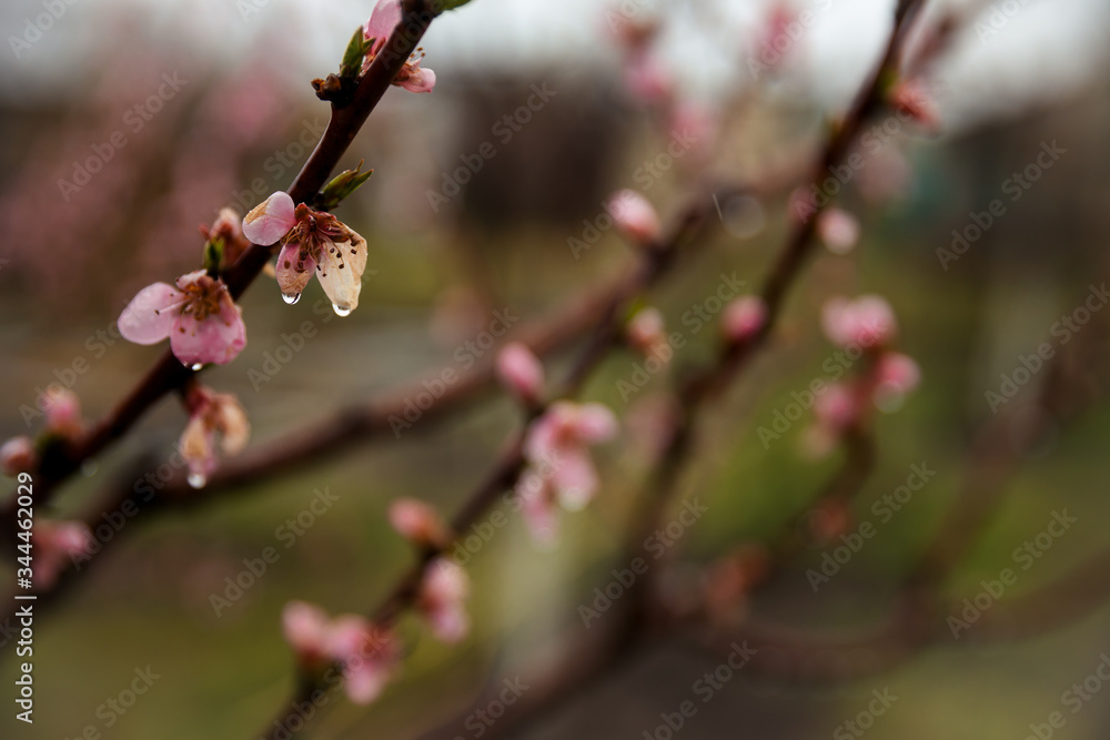 Branch of peach tree in bloom, spring peach blossom Branch of peach tree in bloom, spring peach blossom