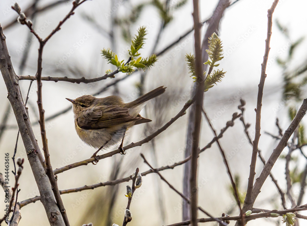 small bird flytrap small bird flytrap