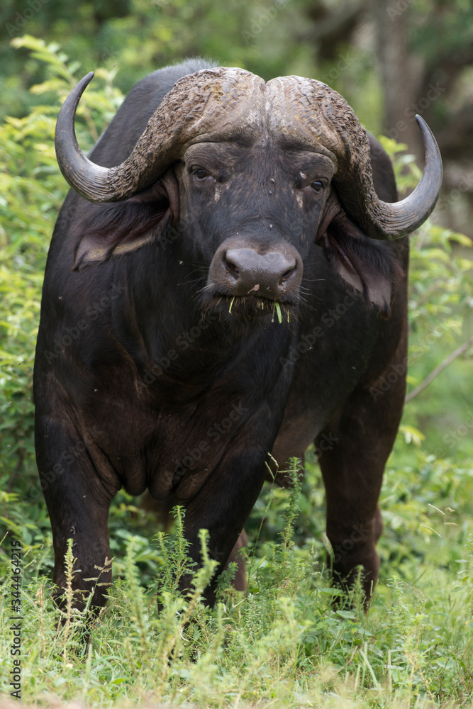 Buffle d'Afrique, Syncerus caffer, Parc national Kruger, Afrique du Sud Buffle d'Afrique, Syncerus caffer, Parc national Kruger, Afrique du Sud