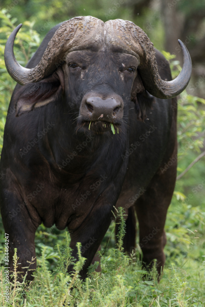 Buffle d'Afrique, Syncerus caffer, Parc national Kruger, Afrique du Sud Buffle d'Afrique, Syncerus caffer, Parc national Kruger, Afrique du Sud