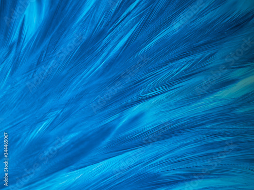 Beautiful abstract colorful white and blue feathers on white background and soft white feather texture on blue pattern and blue background, feather background, blue banners