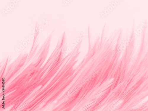 Beautiful abstract white and pink feathers on white background and soft white feather texture on pink  pattern and pink background, feather background, pink banners © Weerayuth