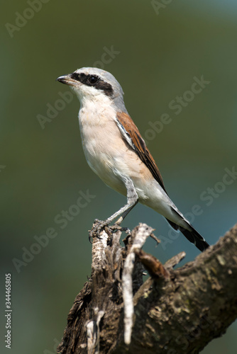 Pie grièche écorcheur,.Lanius collurio, Red backed Shrike